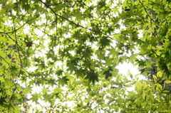 中尊寺いろはもみじ