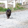 走る猫