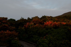 ほぼ終了の八幡つつじ