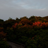ほぼ終了の八幡つつじ