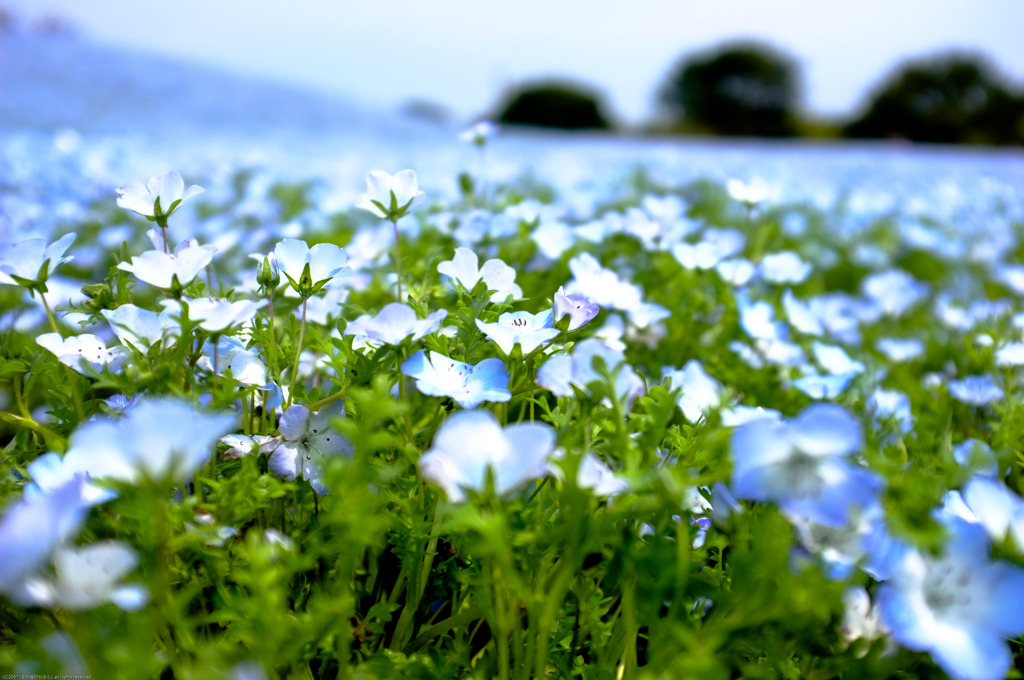 青い花４