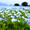 青い花４