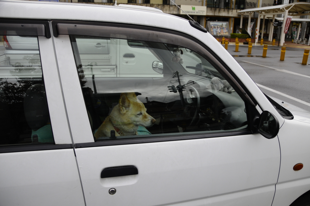 犬の運転手 By 1041 Id 写真共有サイト Photohito