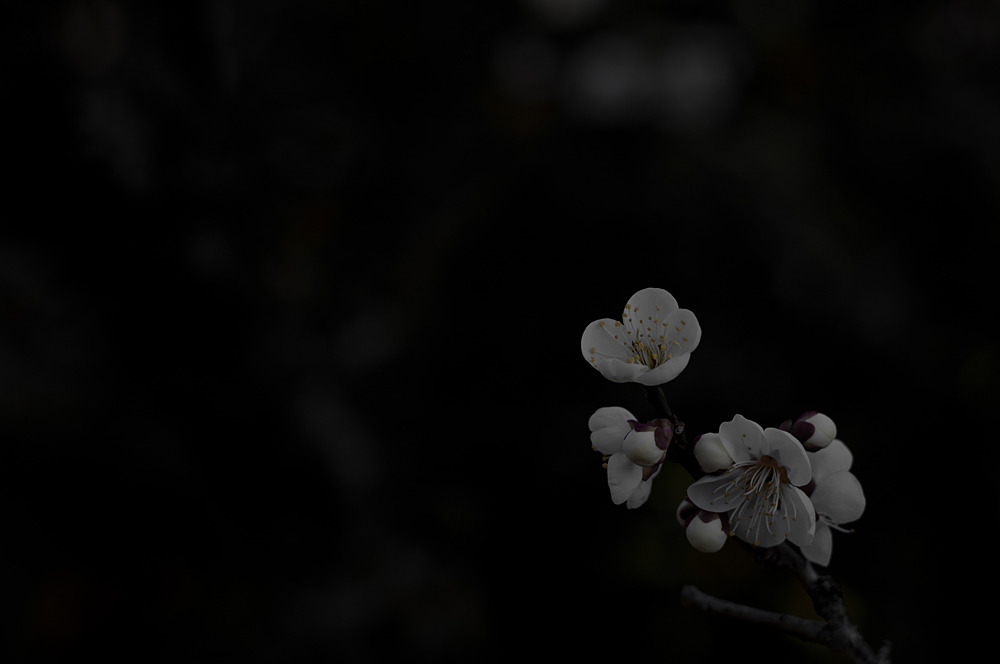 IMGP0890