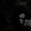 IMGP0890