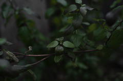R0010699