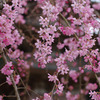 IMGP0341