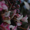 IMGP0783