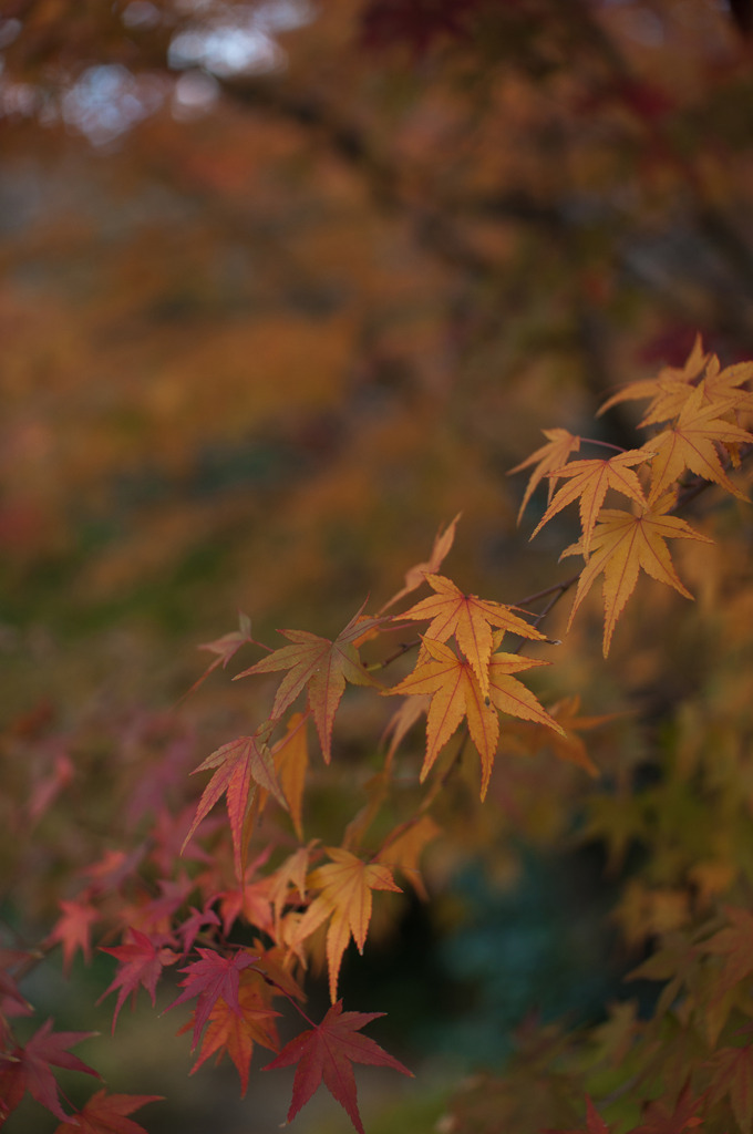 勝持寺　その二