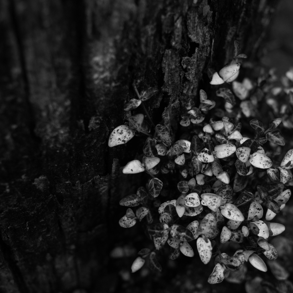 R0010339