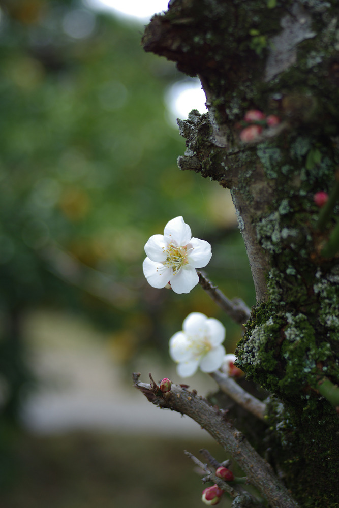 IMGP0219