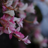 IMGP0781