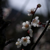 IMGP0643