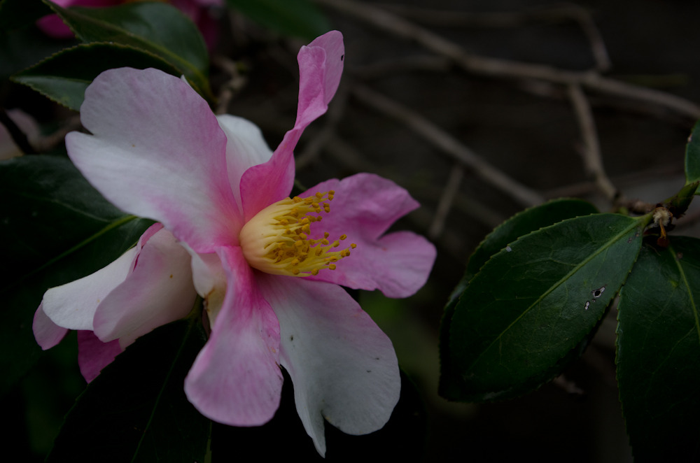 IMGP0096