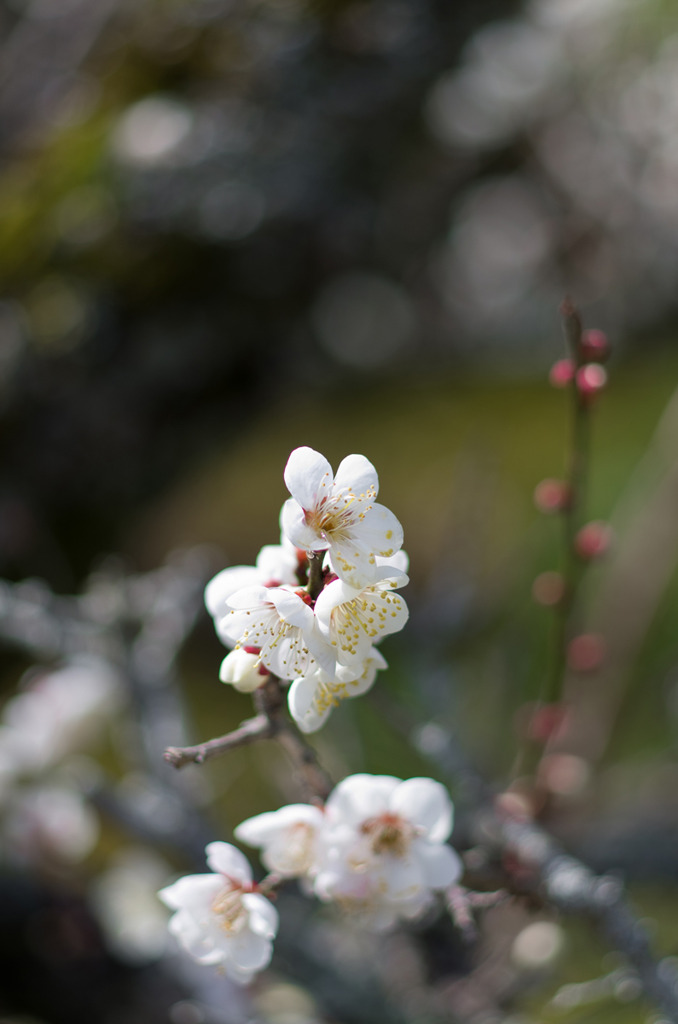IMGP0636