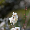 IMGP0636
