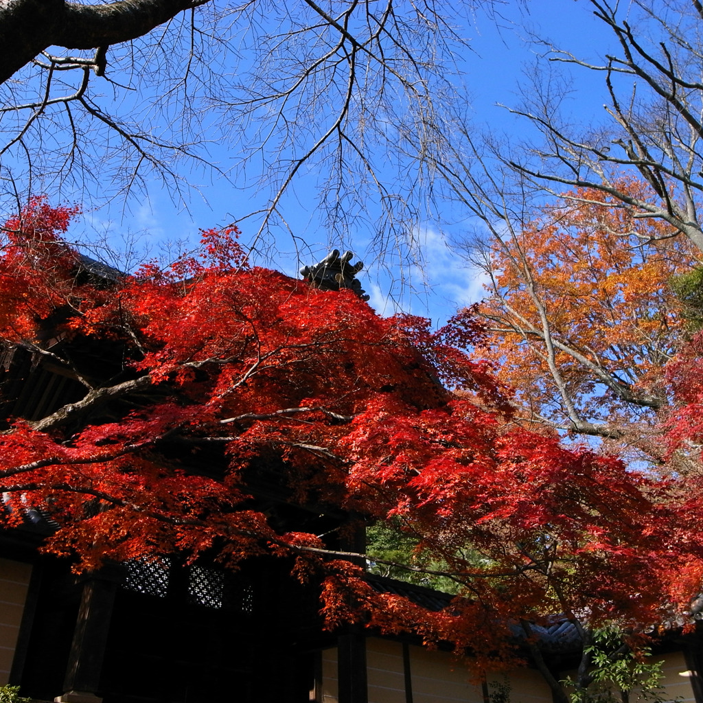 光明寺