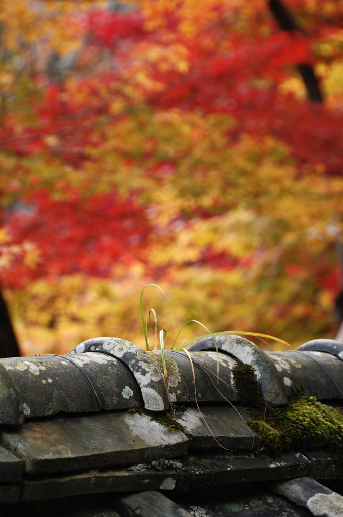 勝持寺　その七