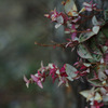 IMGP0274