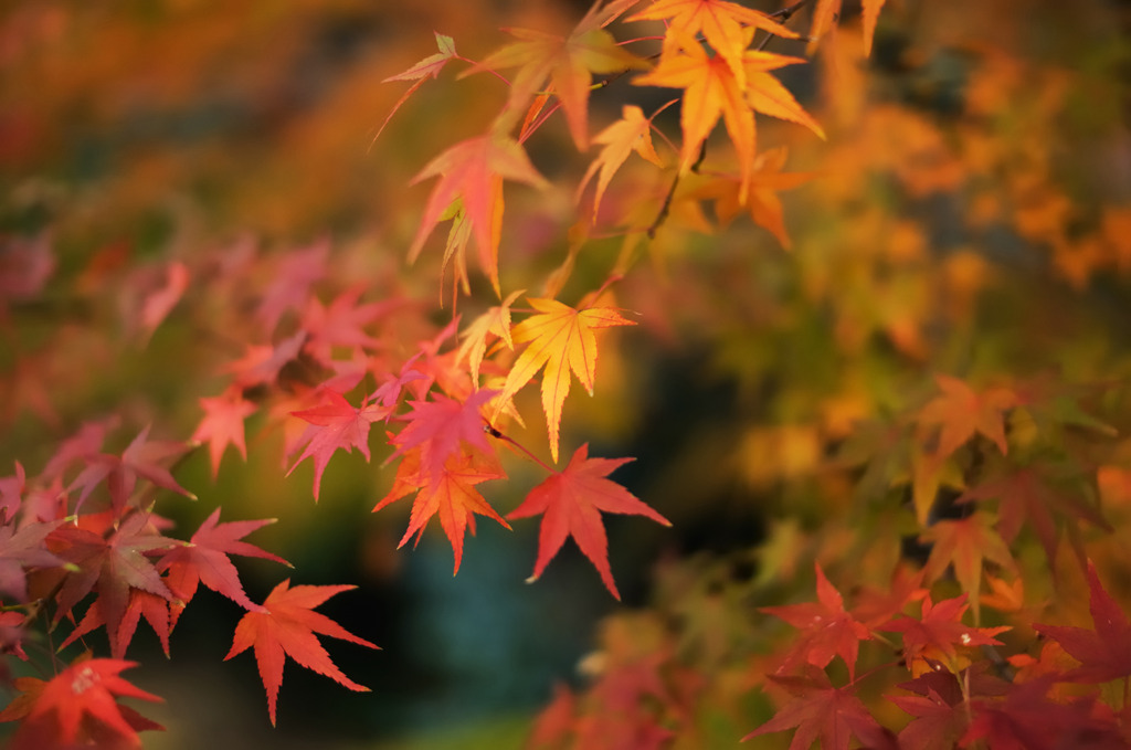 勝持寺　その三