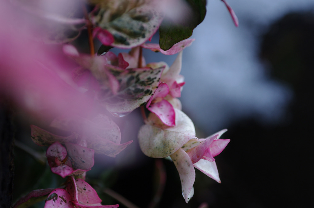 IMGP0785
