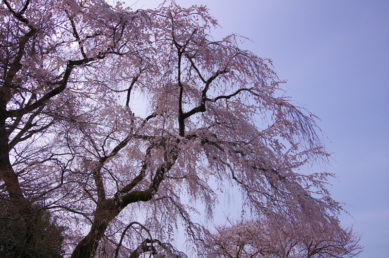 IMGP0488