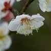 IMGP0486