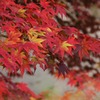 勝持寺　その四