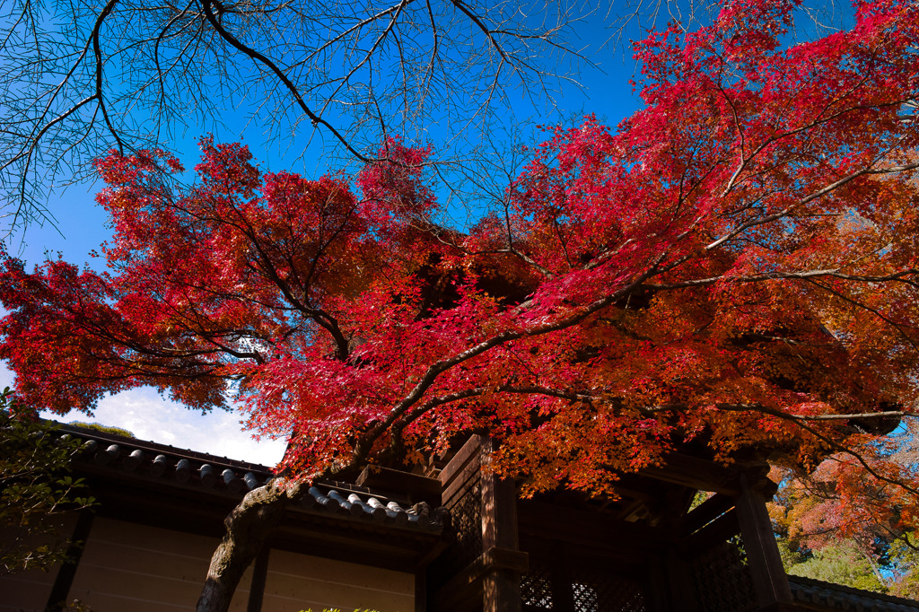 光明寺