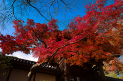 光明寺