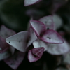 IMGP0772