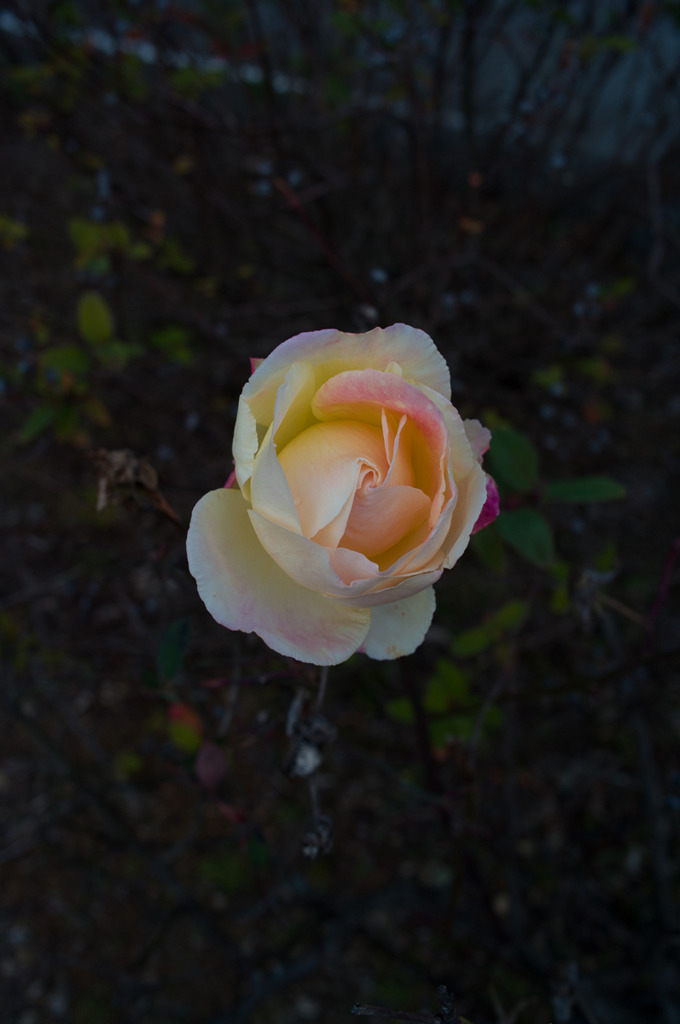 R0010489