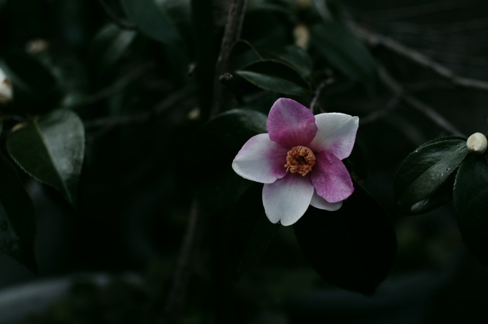 IMGP0894
