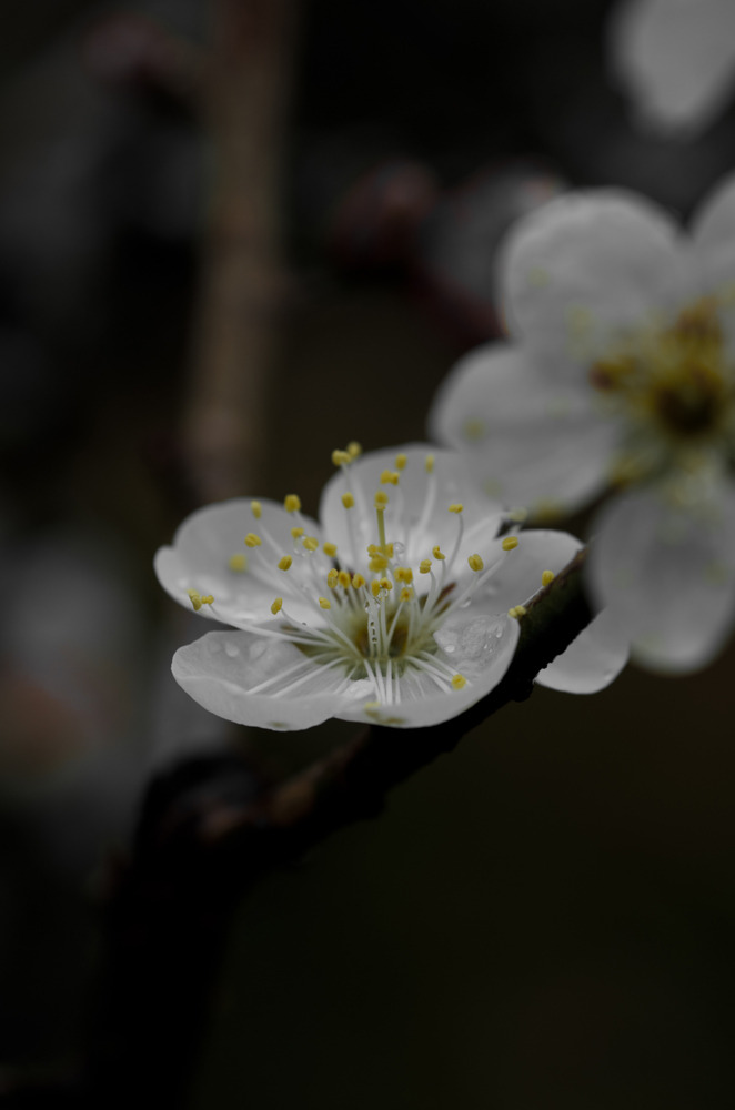 IMGP0487