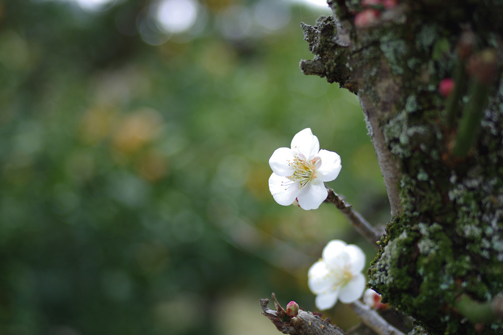 IMGP0220
