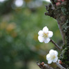 IMGP0220