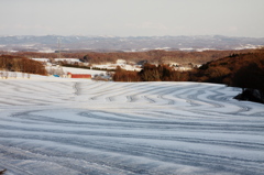 東北にも、早く春が来ますように……