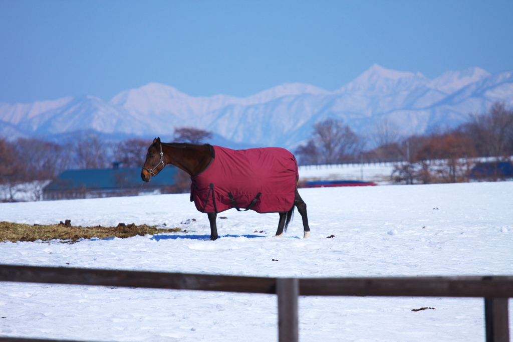 春には生まれてくるよ　　日高山脈をバックに