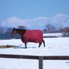 春には生まれてくるよ　　日高山脈をバックに
