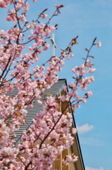 礼拝日に満開の花