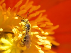 花粉につつまれて