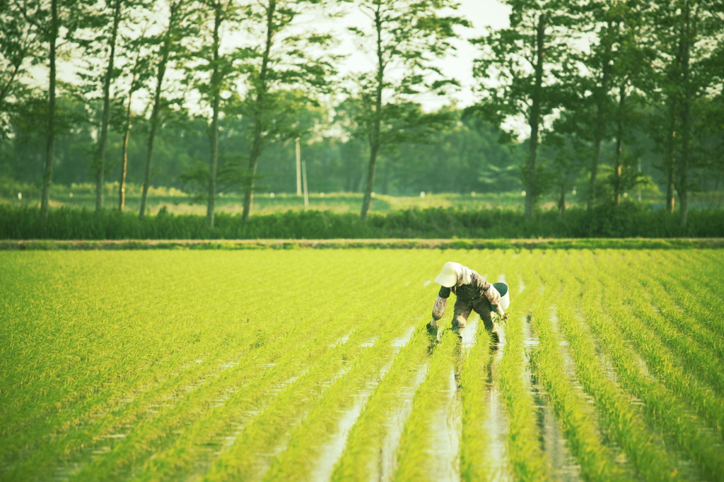 田んぼのお手入れ