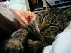 一緒に寝ますzzz