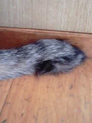 長崎ネコ=^_^=
