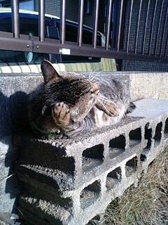 カイカイ；