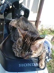 ホントに気持ちいいニャァ