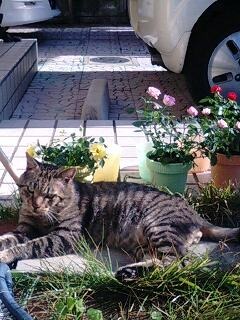 花と猫❁