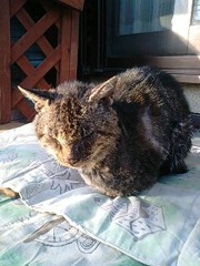 お風呂上がりの日向ぼっこ☀
