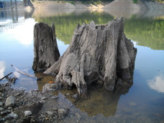 古株