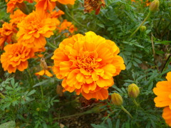 花1